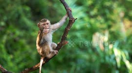 Wild little monkey hanging on liana in tropical Thailand rainforest and eating some fruit