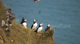 Flock of Iceland puffins flying around mountain cliff and hunting  near the sea at windy weather