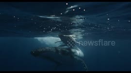 Close-up of humpback whale calf with mother underwater ocean. Whale in pure blue water of Tonga