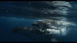Close-up footage shows humpback whale calf with mother