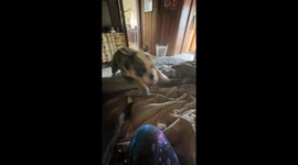 Marla gets the bulldog zoomies!