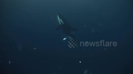 Wild orcas hunt in Norway waters