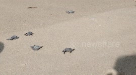 Morthan 100 turtle hatchlings released in to the gulf of mannar.