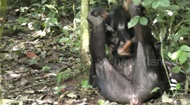 Mother chimpanzees prioritise playing with their young, researchers find