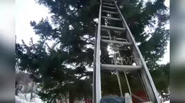 Firemen save cat stuck in 50ft tall tree for three days