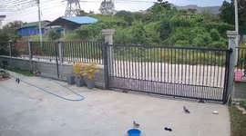 Resident helps hapless pigeon trapped in plastic bowl