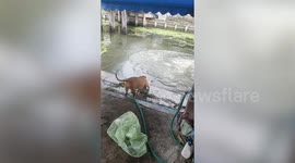 Pitbull drags another dog back on leash when he jumps into canal
