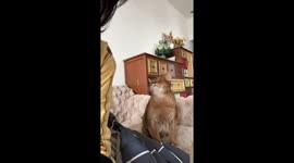 Rare Abyssinian breed car rubs face against woman to seek attention