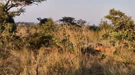 Male lion bravely fights three rivals alone after wandering into their territory