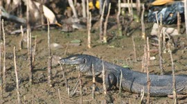 Monitor lizard in Indonesia