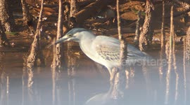 The striated heron (Butorides striata) in Tanjung pinang, Indonesia