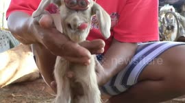 Cyclops goat with two eyes in one socket born in the Philippines