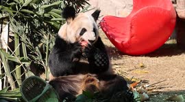 Adorable giant panda enjoys apple beneath sunny skies