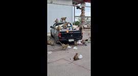 Ravenous wild monkeys raid pickup truck's cargo