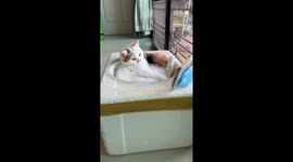 White cat chills in polystyrene box while watching TV