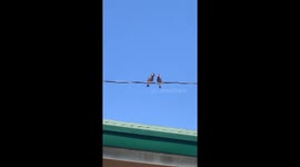 Two birds hop along electricity cable in this fascinating mating dance