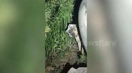 Residents rescue dog with head stuck in bucket