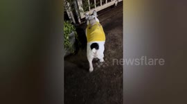 Pet dog carries kitten on its back
