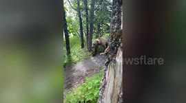 Man runs into a grizzly bear right outside his campsite