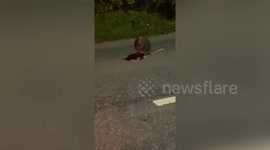 Startled motorist captured footage of wallaby bouncing along main road in Devon