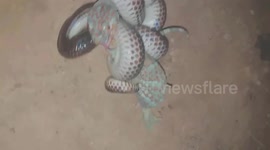 A brave gecko fights a  snake to rescue another gecko that is being attacked by a snake