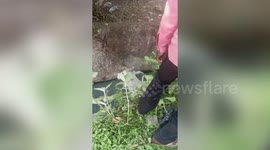 Three cows rescued after falling into drain in central India