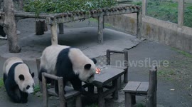Giant pandas eat at a table at Chongqing Zoo in Chongqing