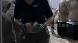 Tiny Humboldt Penguin Chick Brings Joy to Oregon Zoo with Heartwarming Arrival
