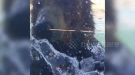 Grizzly Bears Enjoy Swimming at Oakland Zoo, USA After Winter Hibernation