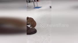 Three-banded armadillo steals show at Indiana zoo