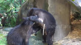 Orphaned Bear Cubs Playfully Fight at Zoo in Portland, USA