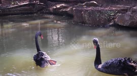 Black swan cygnets hatch in first successful breeding at Thai zoo