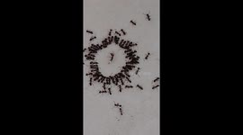 Ants Appear to Hold Funeral for Their Queen