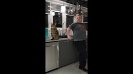 Person Playfully Pranks Bengal Cat