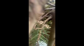 Feeding a Friendly Muntjac Deer