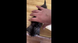 Clever kitten fakes fainting when it's picked up by owner