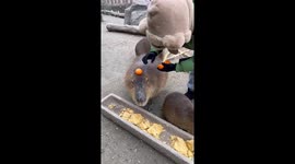 Zookeeper puts oranges in calm capybara