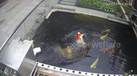 Koi fish leaps from garden pond like a dancer