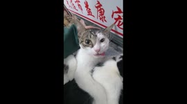 The hilarious faces of pack of neutered cats