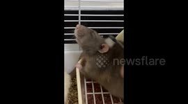 Man Grooms Affectionate Fancy Mouse in Hebei, China