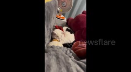 Sleepy Cat in Sichuan, China