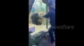 Chimpanzee joins in on playful jumps with zoo visitors in Jilin, China