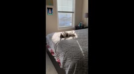 Dog utterly relaxed as it sunbathes on owner's bed