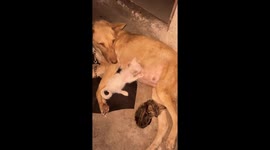 Lost Kittens Feed From Patient Momma Dog