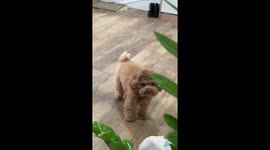 Dog Meows Like a Cat