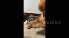 Cat's Encounter with Toy Tiger in Hebei, China