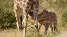 Baby giraffe eating breast milk closeup. Wild African mammal animals on their natural habitat.
