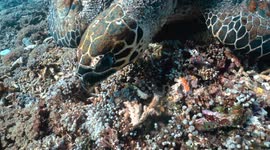 Lonely sea turtle swimming in wild in its natural habitat in crystal blue water eating seaweed on Bali