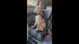 Puppy's tail goes into overdrive when picking up his favourite person from school
