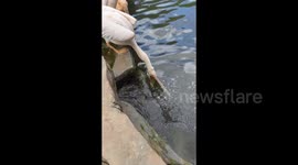 Pelican Disguising As Master Hunter Wows People in Sichuan, China